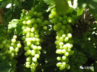 新疆特产吐鲁番葡萄干 250g*4袋图3