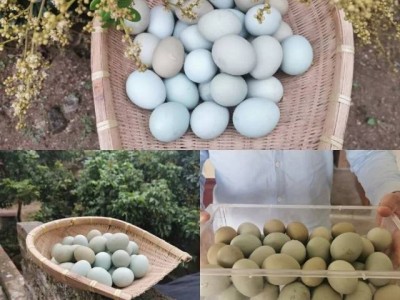 土鸡蛋图2