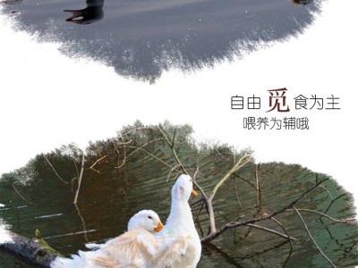 农家散养樱桃谷鸭图2