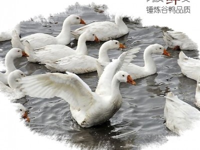 农家散养樱桃谷鸭图3