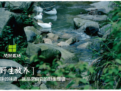 高山散养老鸭 土鸭图2