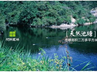 高山散养老鸭 土鸭图3