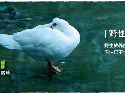 高山散养老鸭 土鸭图4