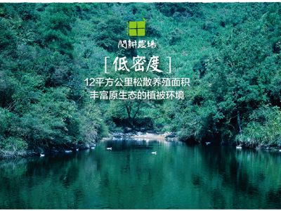 高山散养老鸭 土鸭图5