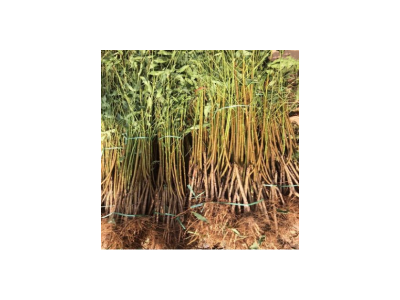 桃树苗嫁接水蜜桃冬桃黄桃盆栽果树早熟南方北方庭院种植5年苗图2