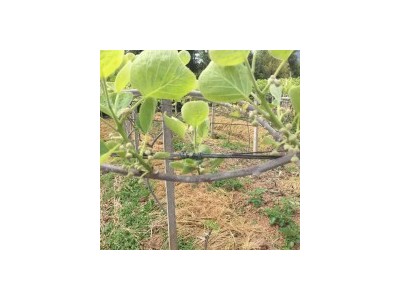 红心猕猴桃果树苗盆栽嫁接苗黄心弥猴桃树苗带泥发货成活当年种球图2