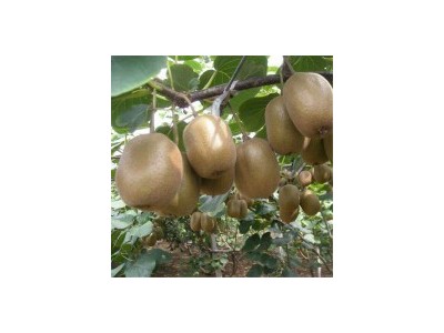 红心猕猴桃果树苗盆栽嫁接苗黄心弥猴桃树苗带泥发货成活当年种球图3