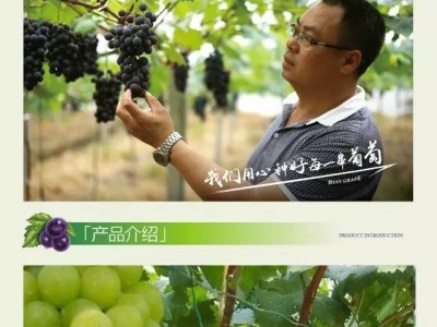 精品阳光玫瑰图3