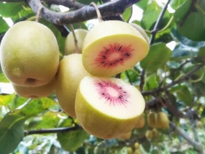 苍溪县红心猕猴桃图3