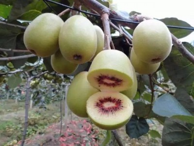 苍溪县红心猕猴桃图2