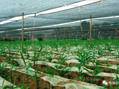 如何种植生姜？教你几个“小妙招”，让你种植的生姜产量高